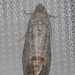 5T2A7767 Moth