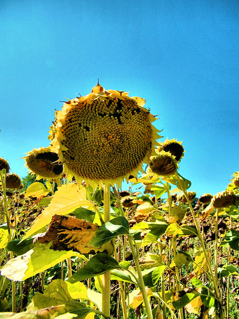 Mon tournesol en HDR...