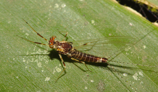 IMG 8056Mayfly