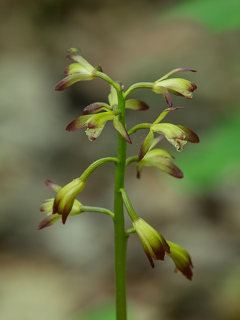 Aplectrum hyemale (Putty-root orchid)