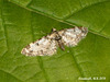 1818 Eupithecia irriguata (Marbled Pug)