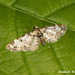 1818 Eupithecia irriguata (Marbled Pug)