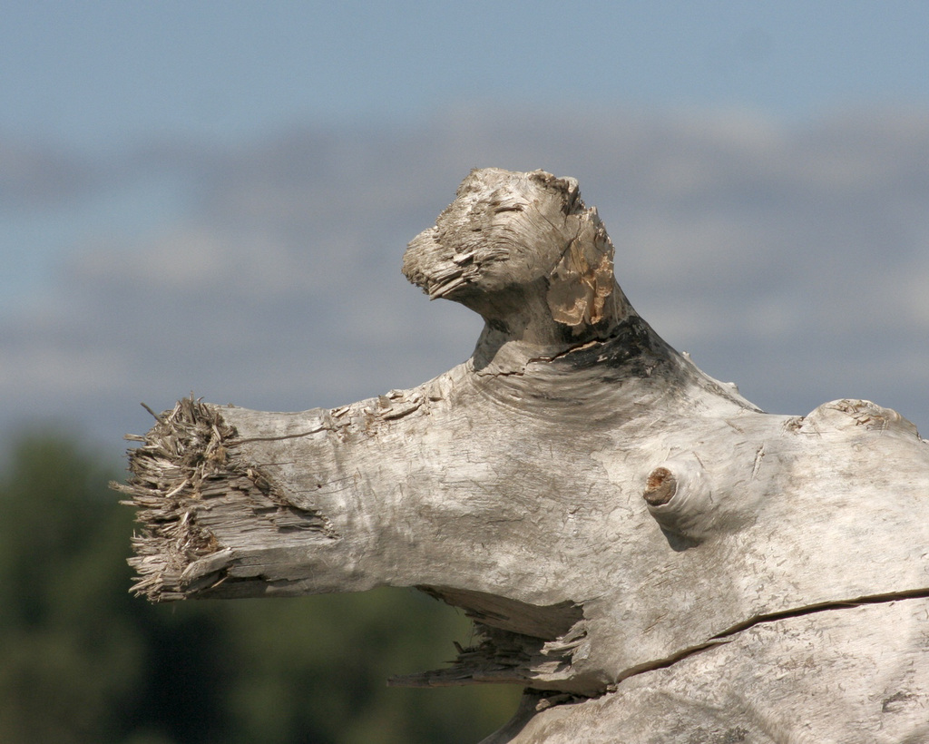 tête de bois / wood head