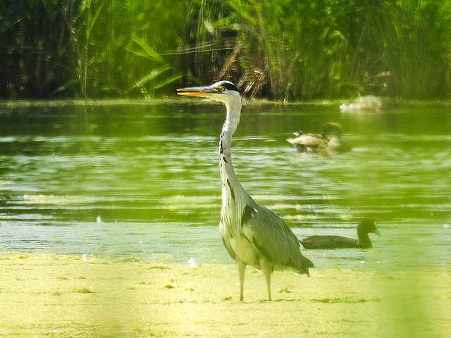 20170615 1911CPw [D~MS] Graureiher (Ardea cinerea), Rieselfelder Münster