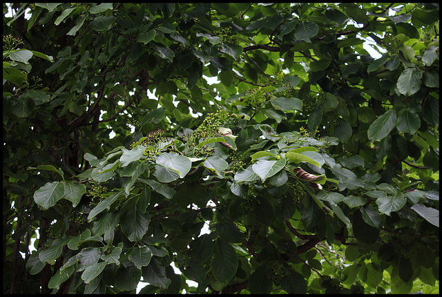 Ehretia macrophylla -Cabrillet à grandes feuilles (2)