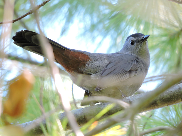 catbird