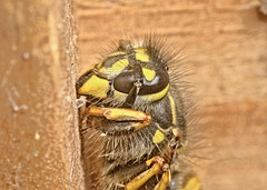 Wasp queen
