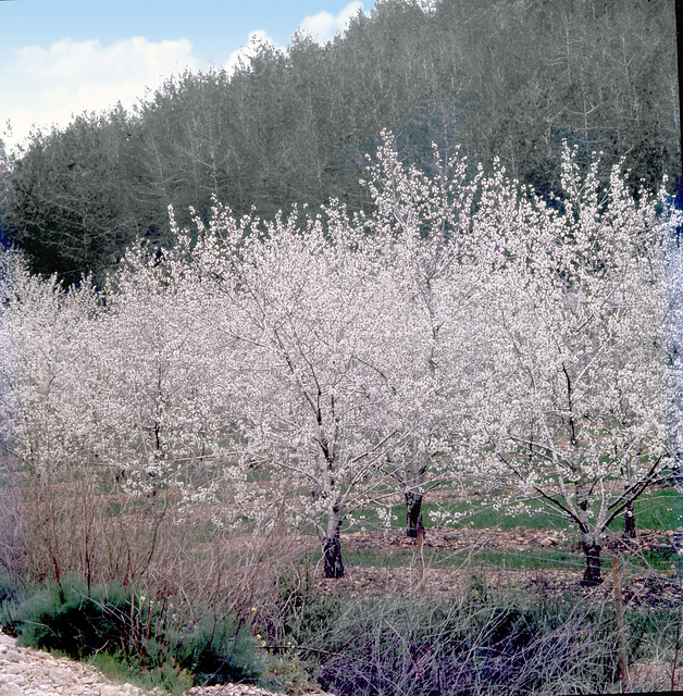 Flowering almond trees on the way to Jerusalem