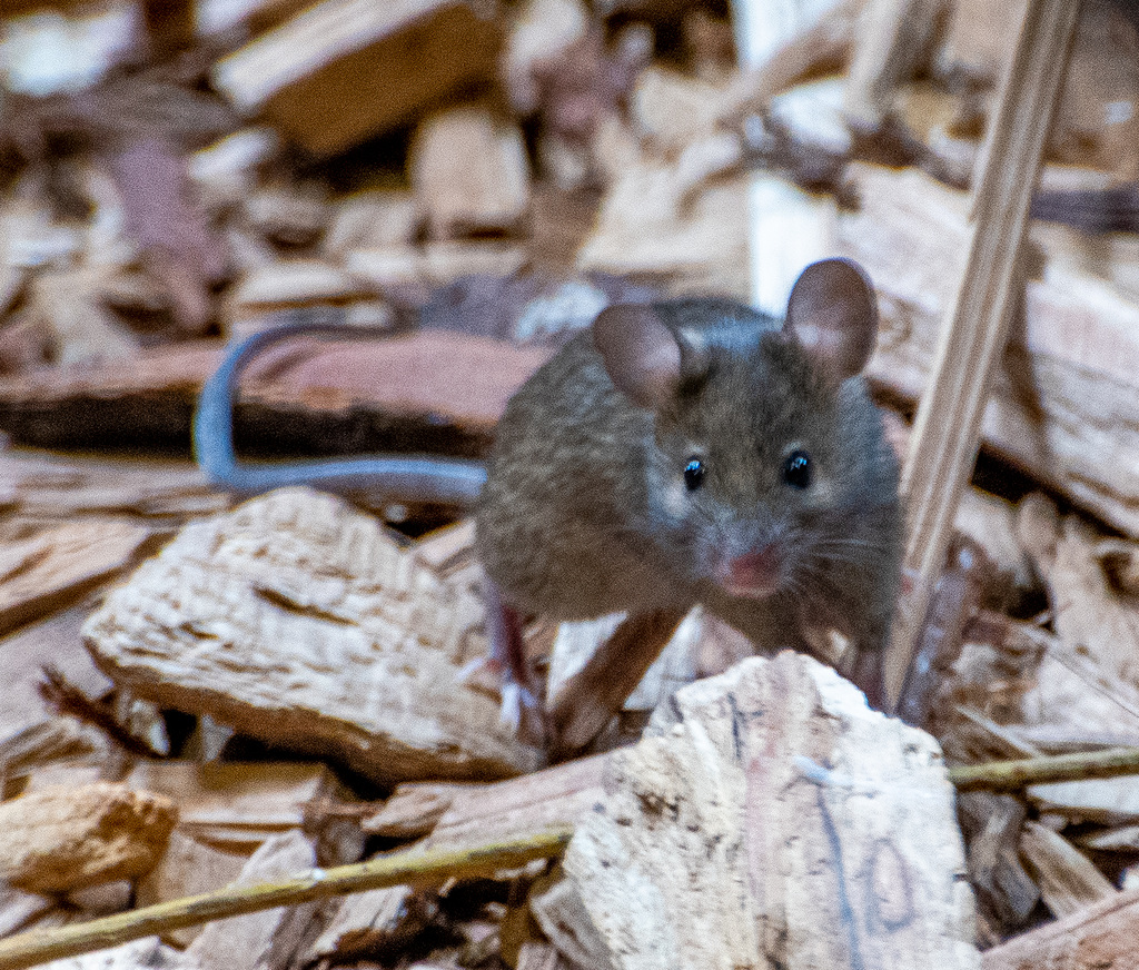 Mouse, this was sharing the sun bear enclosure.