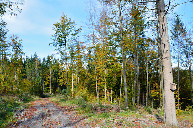 Herbswald