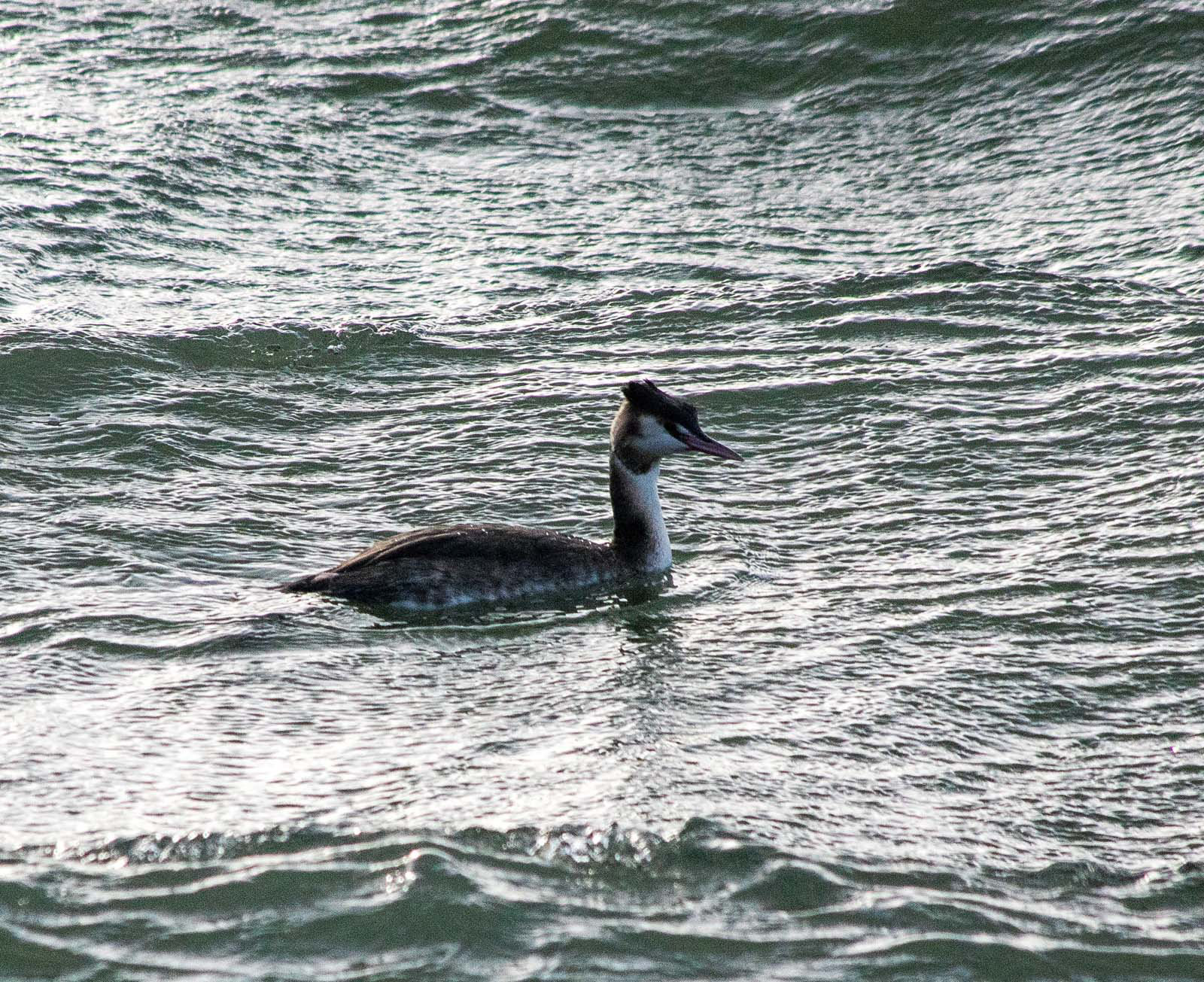 Goosander.2jpg