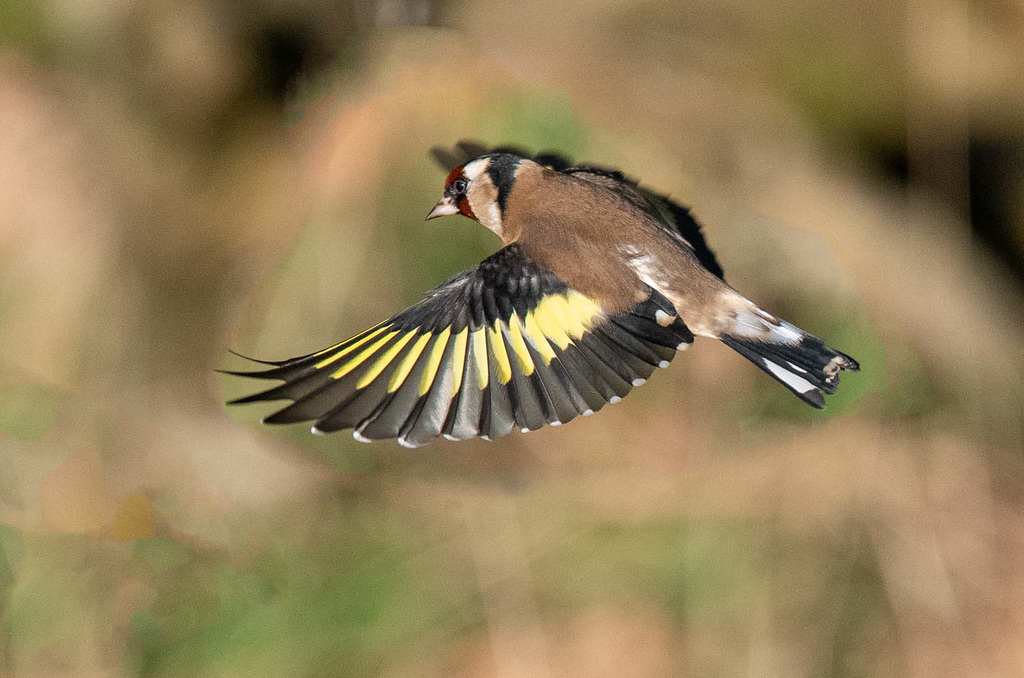 Goldfinch