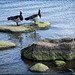 #13 a water bird (duck/swan/moorhen etc)*
