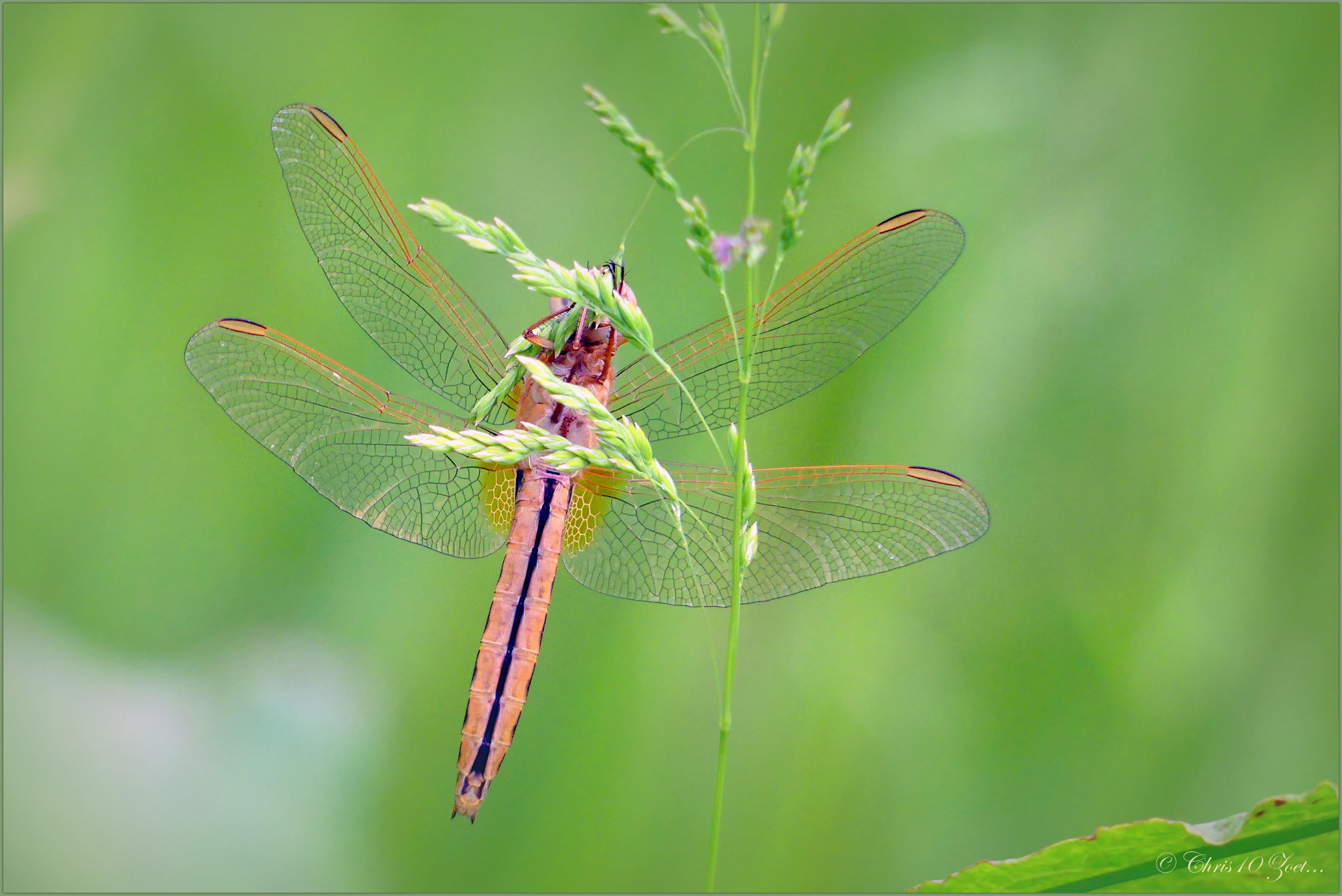 Broad Scarlet, Scarlet Darter ~ Vuurlibel (Crocothemis erythraea), Female ♂