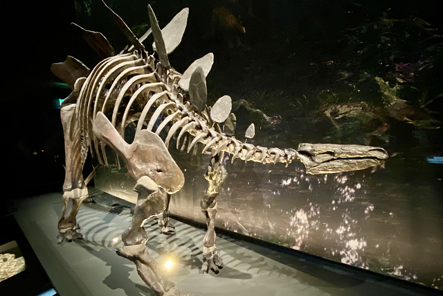 Naturalis 2020 – Stegosaurus