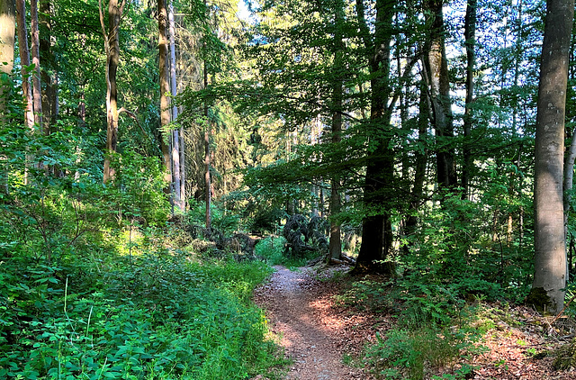 DE - Boos - Wanderung im Wald