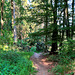 DE - Boos - Wanderung im Wald