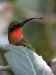 Grünstirnspint (Tropenaquarium Hagenbeck)