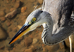 Grey Heron