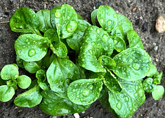 Regentropfen auf dem Feldsalat