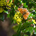 A colorful moth