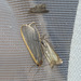 5T2A7783 Moth