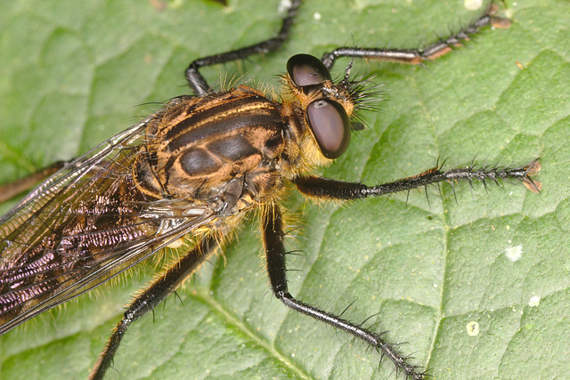 IMG 8186horsefly