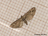 1819 Eupithecia exiguata (Mottled Pug)