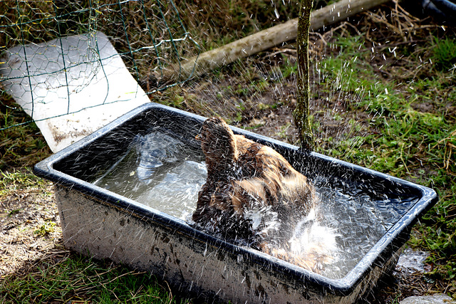 le bain de Madame cane