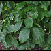 Ehretia macrophylla -Cabrillet à grandes feuilles (3)