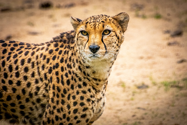 Cheetah