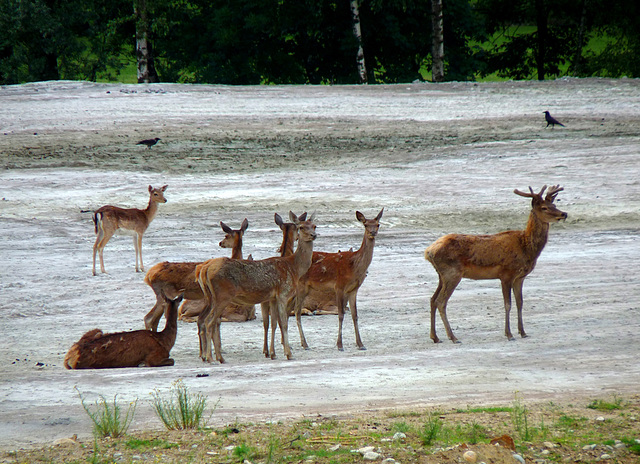 #19 - Daniela Brocca - My first herd of deer - 11° 3points