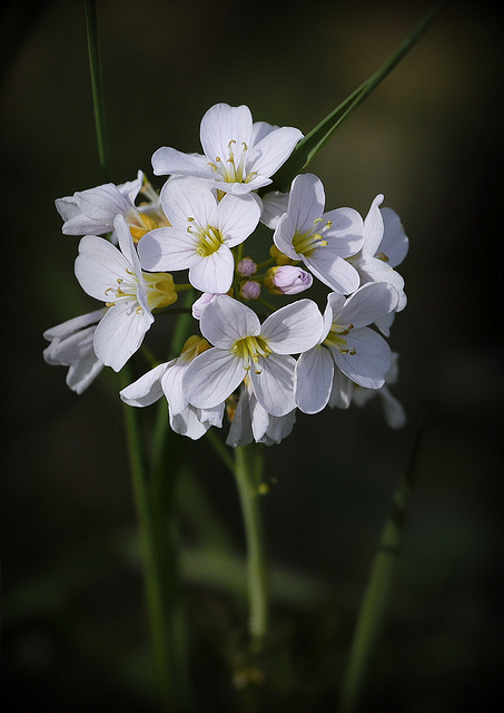 Cardamine des prés