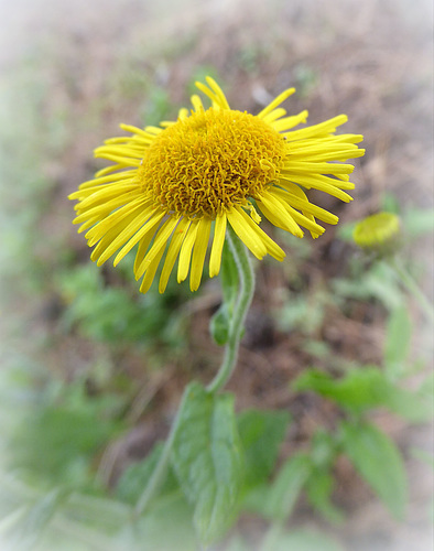 yellow aster