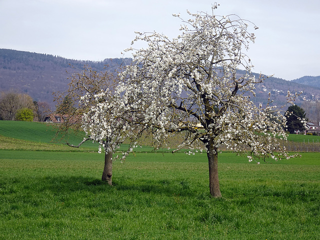 Der Frühling setzt sich durch