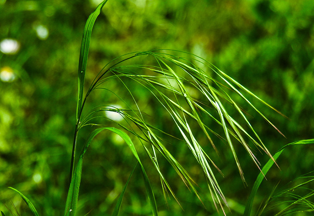 20230510 0083CPw [D~LIP] Taube Treste (Bromus sterilis), Bad Salzuflen