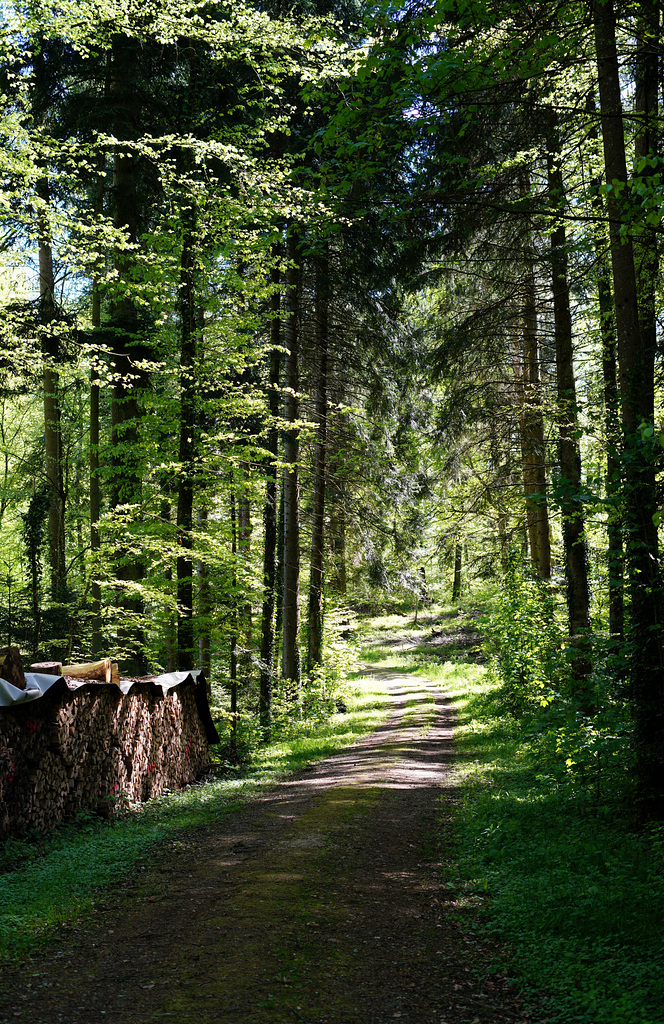 Benken ZH,  27.04.2024 / Im Isenbuck