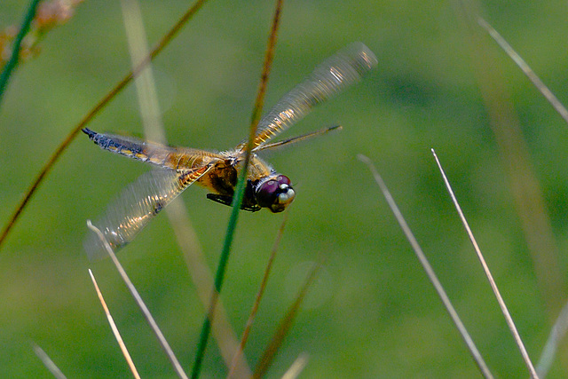 Four-spotted Chaser Dragonfly DTZ 3227