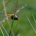 Four-spotted Chaser Dragonfly DTZ 3227