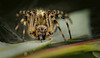 Die Gartenkreuzspinne (Araneus diadematus) hockte einfach nur da :))  The garden spider (Araneus diadematus) was just sitting there :))  L'araignée des jardins (Araneus diadematus) était juste assise