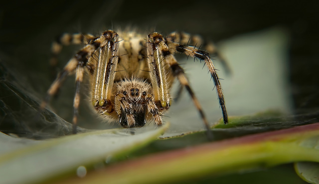 Die Gartenkreuzspinne (Araneus diadematus) hockte einfach nur da :))  The garden spider (Araneus diadematus) was just sitting there :))  L'araignée des jardins (Araneus diadematus) était juste assise