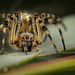 Die Gartenkreuzspinne (Araneus diadematus) hockte einfach nur da :))  The garden spider (Araneus diadematus) was just sitting there :))  L'araignée des jardins (Araneus diadematus) était juste assise