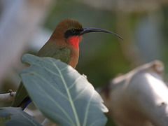 Grünstirnspint (Tropenaquarium Hagenbeck)