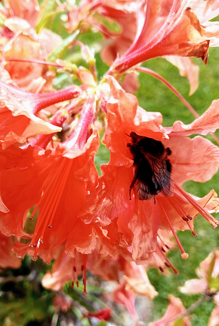 Nectar For The Bee,