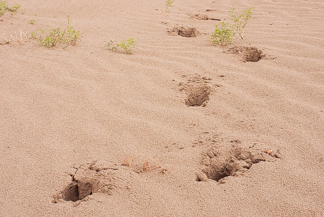 pronghorn prints