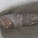 5T2A7797 Moth