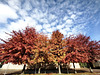 Florilège d'automne