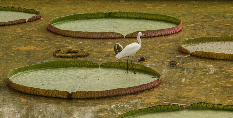 Egret on huge water lily leaves in a Bangkok park