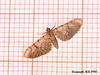 1823 Eupithecia venosata (Netted Pug)