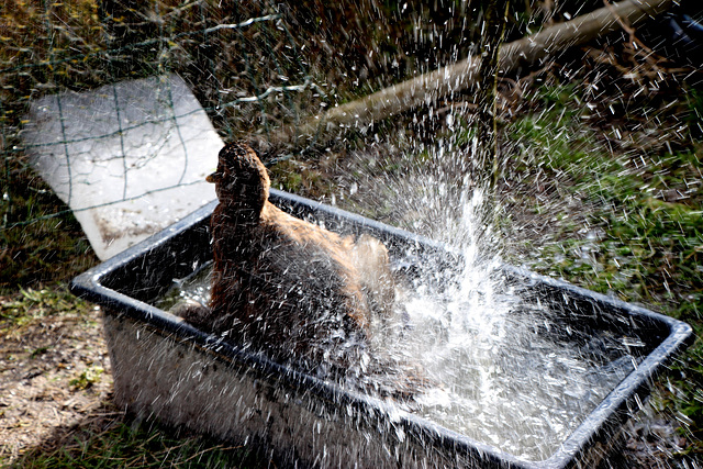 le bain de Madame cane